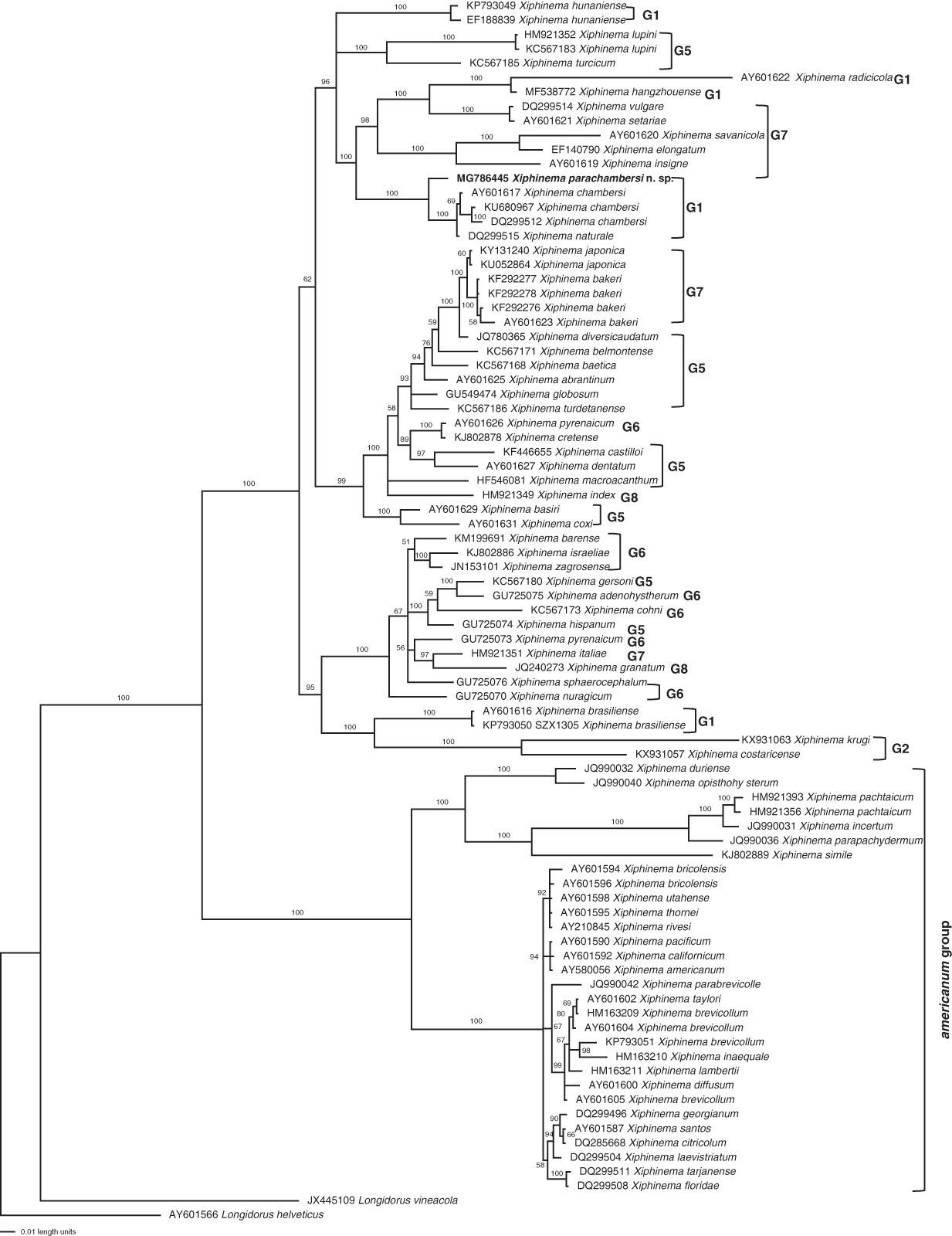 Bayesian consensus tree of Xiphinema parachamberi n. sp. inferred from 28S D2/D3 under GTR+I+G model (-lnL=10912.0693; AIC=21844.1387; freqA=0.2463; freqC=0.2277; freqG=0.2969; freqT=0.2291; R(a)=0.9039; R(b)=2.4909; R(c)=2.4092; R(d)=0.4557; R(e)=3.9274; R(f)=1; Pinva=0.3185; Shape=0.782). Posterior probability values exceeding 50% are given on appropriate clades.
