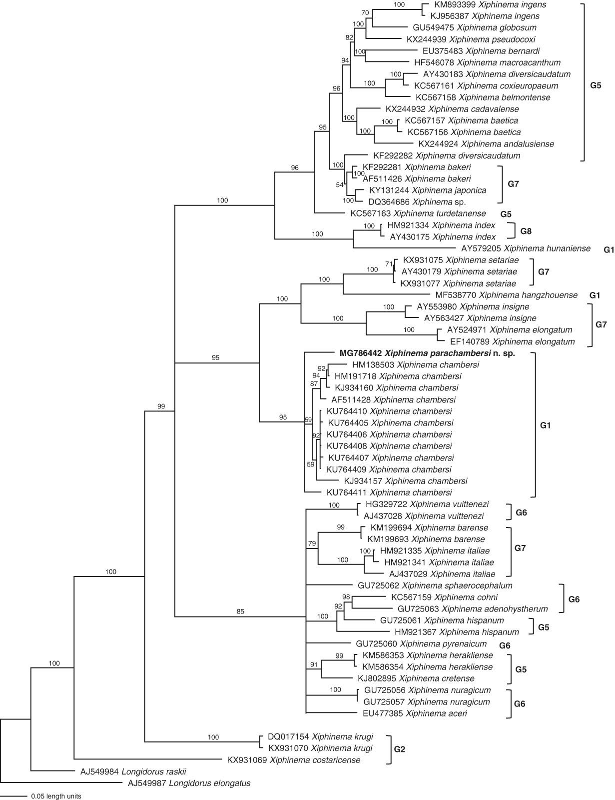 Bayesian consensus tree of Xiphinema parachamberi n. sp. inferred from ITS1 under GTR+I+G model (-lnL=19846.0566; AIC=39712.1133; freqA=0.2723; freqC=0.2059; freqG=0.2672; freqT=0.2547; R(a)=0.851; R(b)=3.6772; R(c)=1.3471; R(d)=0.6487; R(e)=5.209; R(f)=1; Pinva=0.0808; Shape=1.2786). Posterior probability values exceeding 50% are given on appropriate clades.