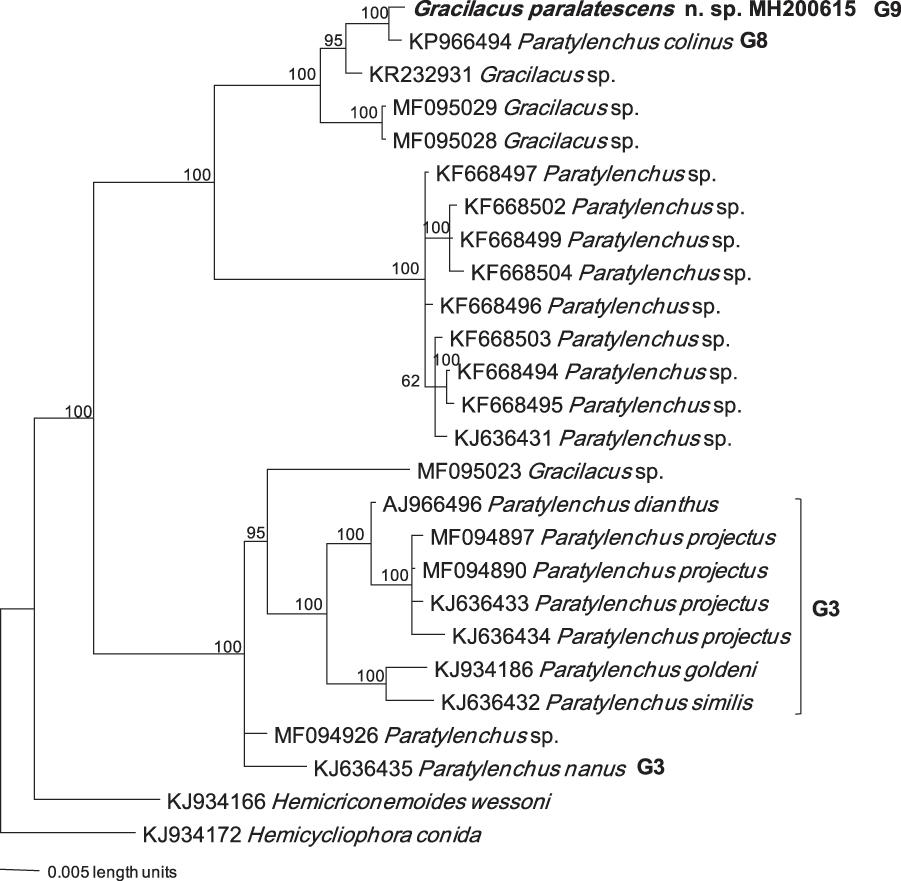 Bayesian consensus tree of Gracilacus paralatescens n. sp. inferred from combined 18S and ITS under TIM+I+G model (-lnL=3318.9573; AIC = 6653.9146; freqA = 0.2748; freqC = 0.2016; freqG = 0.2586; freqT = 0.265; R(a) = 1; R(b) = 2.5867; R(c) = 0.479; R(d) = 0.479; R(e) = 6.0139; R(f) = 1; Pinva = 0.4072; Shape = 0.814). Posterior probability values exceeding 50% are given on appropriate clades.
