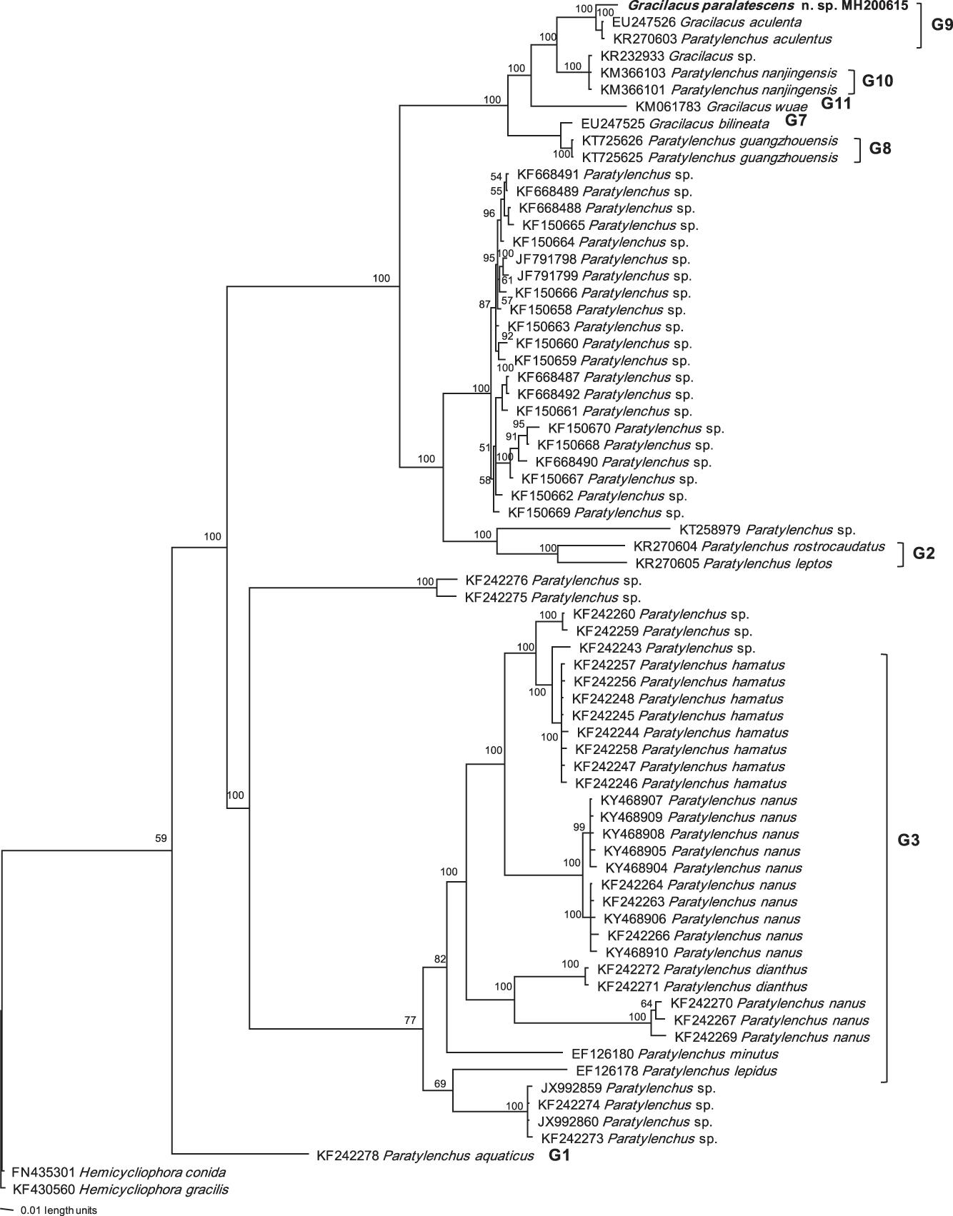 Bayesian consensus tree of Gracilacus paralatescens n. sp. inferred from ITS under SYM+I+G model (-lnL = 9907.1797; AIC = 19828.3594; freqA = 0.278; freqC = 0.2355; freqG = 0.2265; freqT = 0.2601; R(a) = 1.2457; R(b) = 6.0854; R(c) = 2.081; R(d) = 0.4505; R(e) = 7.1498; R(f) = 1; Pinva = 0.0908; Shape = 1.0971). Posterior probability values exceeding 50% are given on appropriate clades.