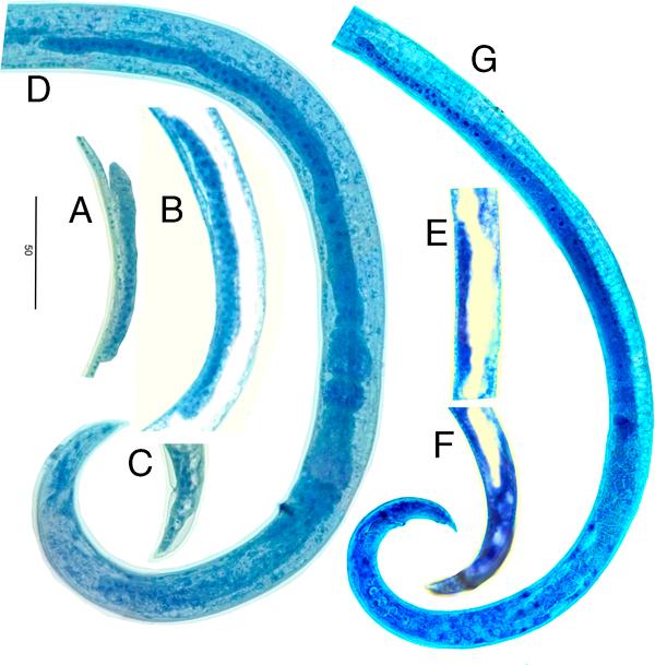 Bursaphelenchus crenati. Methylene blue staining. Genital primordium and tails of the fourth stage juveniles and adults. A. Genital primordium of the fourth stage female juvenile (J4); B,C. Molting female juvenile J4-adult; B. Genital primordium; C. Tail; D. Genital system of adult female; E, F. Fourth stage male juvenile; E. Genital primordium; F. Tail and cloacal primordium; G. Genital system of adult male. Scale 50 µm.