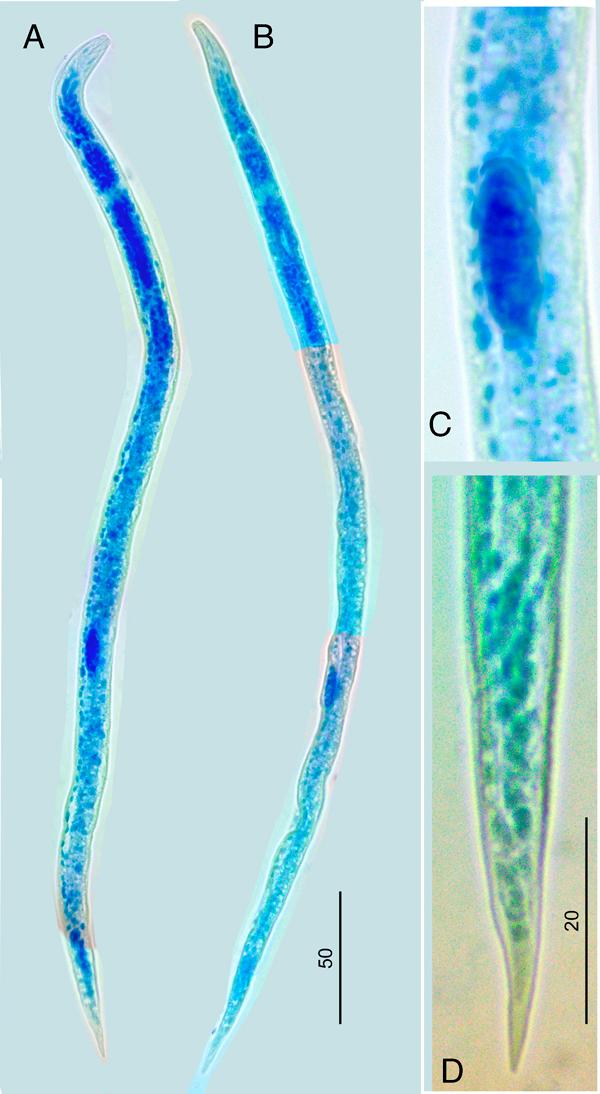 Dauer juveniles. Methylene blue staining. A. Male juvenile J3D; B. Female juvenile J3D; C. Genital primordium of male dauer juvenile; D. Tail of male dauer juvenile. Scale 50 µm for A,B and 20 µm for C,D.