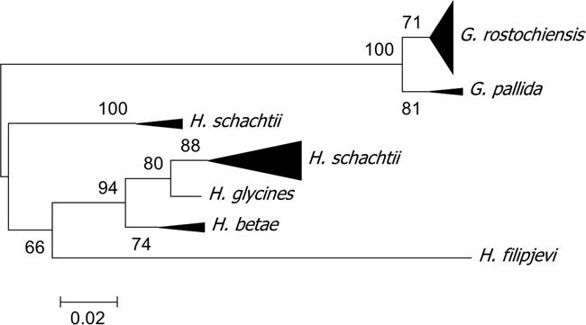 Dendrogram generated from the alignment of amplified and sequenced vap1 gene fragments (ca. 600 bp) of various cyst nematode species and populations (MUSCLE alignment and Neighbor-Joining tree with 1,000 bootstraps done with MEGA6). The triangles represent the vap1 sequences gained from the populations of each species. Note that there exist two triangles for H. schachtii within which the sequences represent higher variability of vap1 genes than for Globodera spp.