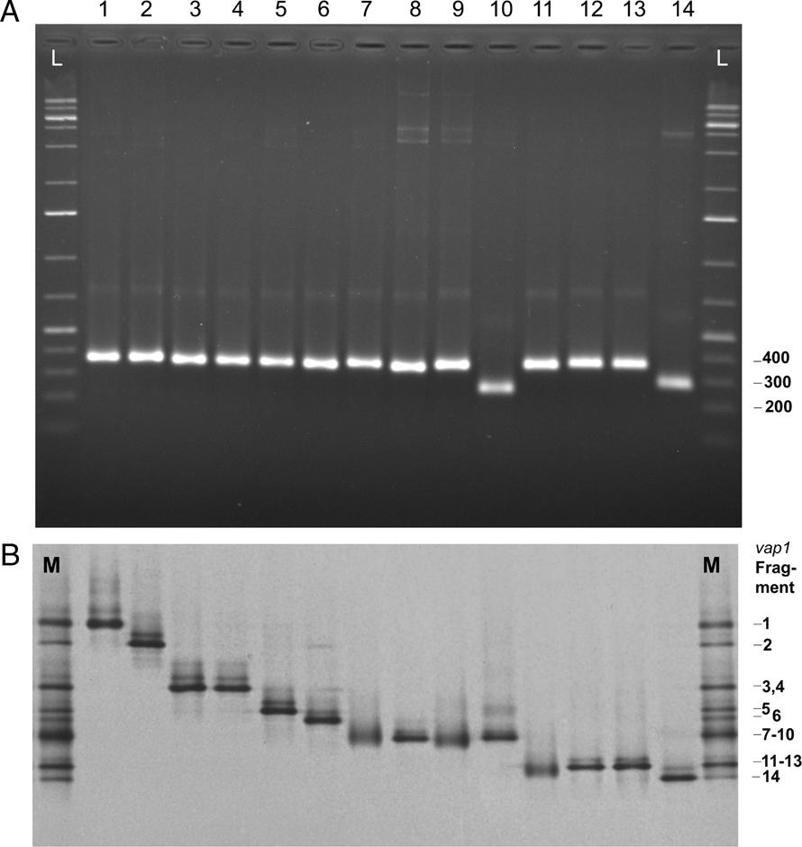 GC-clamped PCR products amplified from cloned fragments of vap1 genes obtained from populations of Heterodera schachtii originating from Vechelde, Bodenstedt, Titz-Kalrath, Asperden, and Münster. (A) Size separation in 1.5% agarose gel electrophoresis; L: 1 kb ladder. (B) Separation in DGGE; M: marker composed of all 14 fragments.