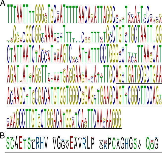 Sequence logos of nucleotide sequences (A) and translated protein (B) of 14 vap1 gene variants of Heterodera schachtii in the region used for PCR-DGGE. The exon region included in the gene fragment is underlined. Sequence logos were generated by CLC Main Workbench version (7.8.1).