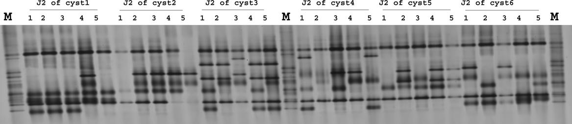 Fingerprints of single second stage juveniles from six cysts of Heterodera schachtii from the field population at Hottorf, North Rhine-Westphalia, Germany. The fingerprints were derived by PCR amplification of vap1 variants and electrophoretic separation by DGGE. The profiles were significantly different among cysts except for cyst2-cyst4, cyst2-cyst5, cyst3-cyst4, cyst4-cyst6 (permutation test on Pearson correlations, p < 0.04, d = 18). M: marker of cloned vap1 variants.
