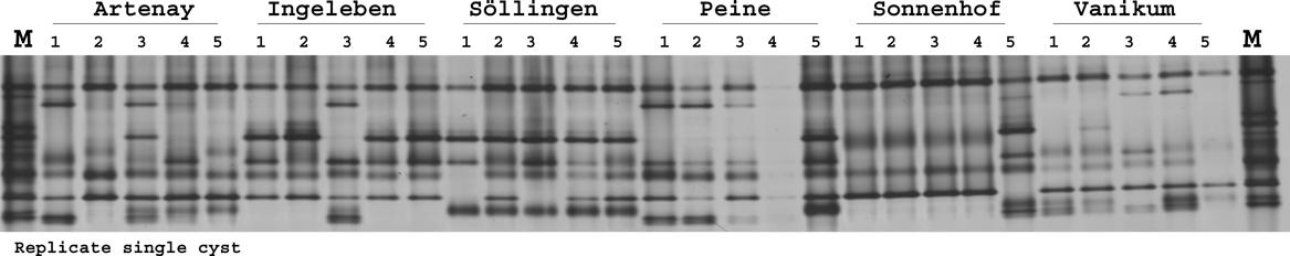 Fingerprints of single cysts from six field populations of Heterodera schachtii analyzed by PCR amplification of vap1 variants and electrophoretic separation in DGGE. M: marker of cloned vap1 variants.
