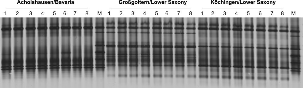 Fingerprints from three populations of Heterodera schachtii derived by PCR amplification of vap1 variants from DNA of 20 pooled cysts per replicate sample, and electrophoretic separation by DGGE. The profiles were significantly different among all populations (permutation test on Pearson correlations, P < 0.001, d = 33). M: marker of cloned vap1 variants.