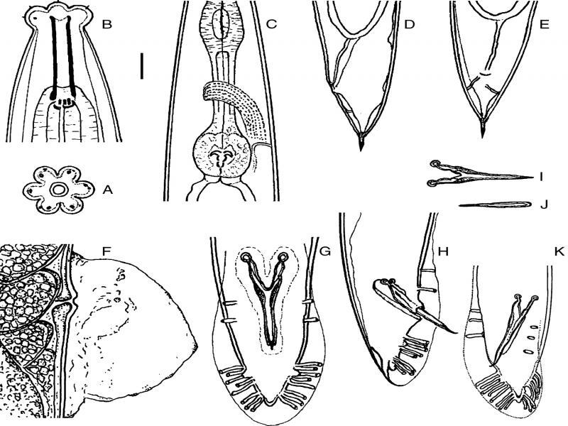 Pelodera strongyloides – Female. A: En face view; B: Anterior region (lateral); C: Pharyngeal bulb (lateral); D: Tail region; E: T region in ventral view; F: Vulval region in lateral view (sphincter, uterus, eggs). Male. G: Bursa (ventral); H: Tail (lateral); I: Aberrations of spicules, (ventral); J: Gubernaculum (ventral); K: Bursa (lateroventral). Scales (in μm): A, B = 10; C, D, E, F, I, J, H, K = 22.5.