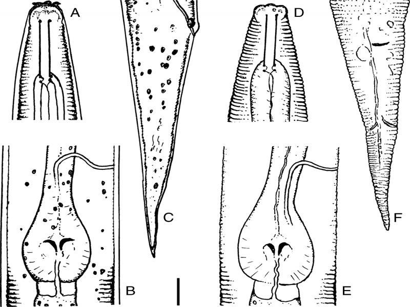 Pelodera strongyloides – Dauer larva. A: Anterior region, lateral; B: Pharyngeal basal bulb; C: Caudal region, in lateral view; third juvenile stage. D: Anterior region, in ventral view; E: Pharyngeal basal bulb; F: Caudal region, in ventral view. Scale bar = 10 μm.
