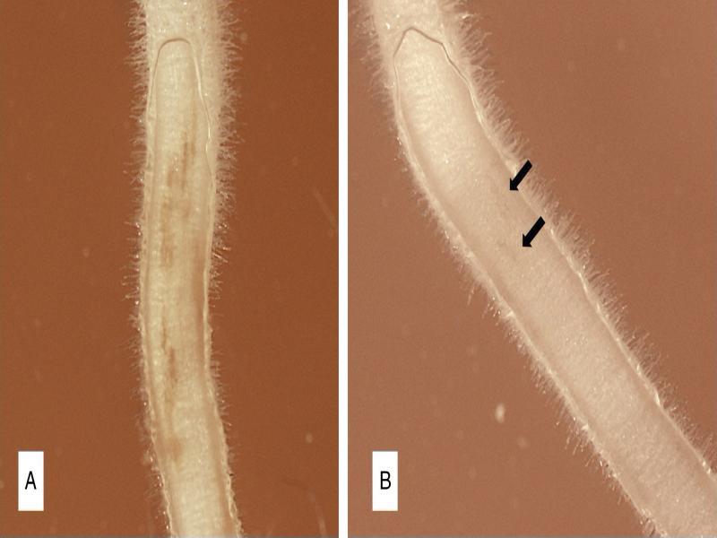 Lesions formed by Pratylenchus penetrans females (A) and males (B) on root explants of pea at 14 days after the introduction of the nematodes. The arrow points at lesions on the male-inoculated root.