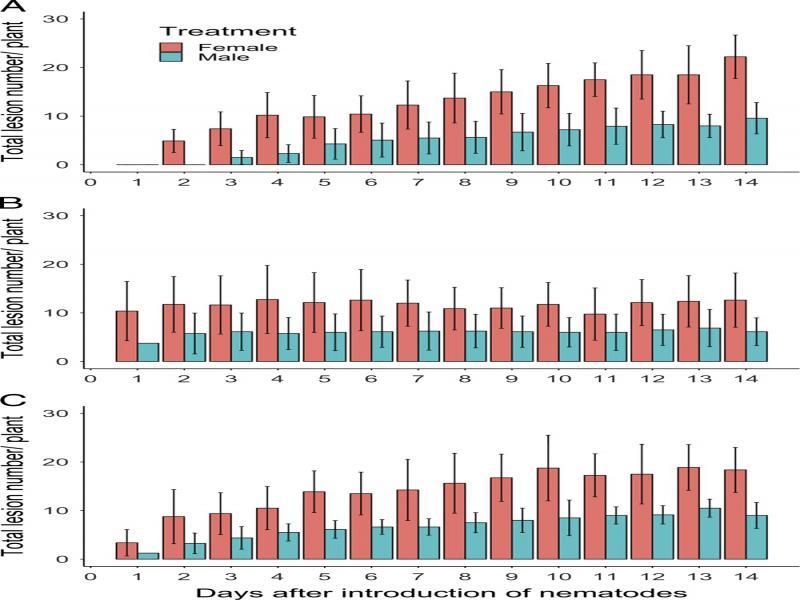 Relationship between time and the number of lesions per plant for roots of pea (A), dill (B), and alfalfa (C) inoculated with 40 Pratylenchus penetrans males or 40 P. penetrans females. Data bars represent the mean ± SE of three trials for pea and two trials for dill and alfalfa.