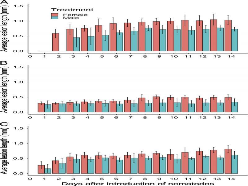 Relationship between time and the average lesion length (mm) for roots of pea (A), dill (B), and alfalfa (C) inoculated with 40 Pratylenchus penetrans males or 40 P. penetrans females. Data bars represent the mean ± SE of three trials for pea and two trials for dill and alfalfa.