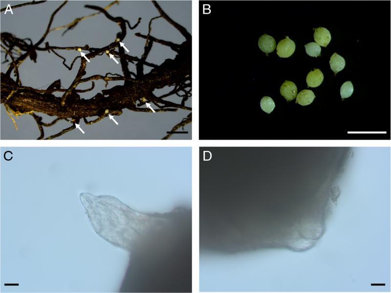Light micrographs of H. microulae sp. n. A: females attached on M. sikkimensis; B: yellow and white females; C: Anterior region of female; D: Vulval region of female (scale bar: A = 2 mm; B = 1 mm; C, D = 20 µm).