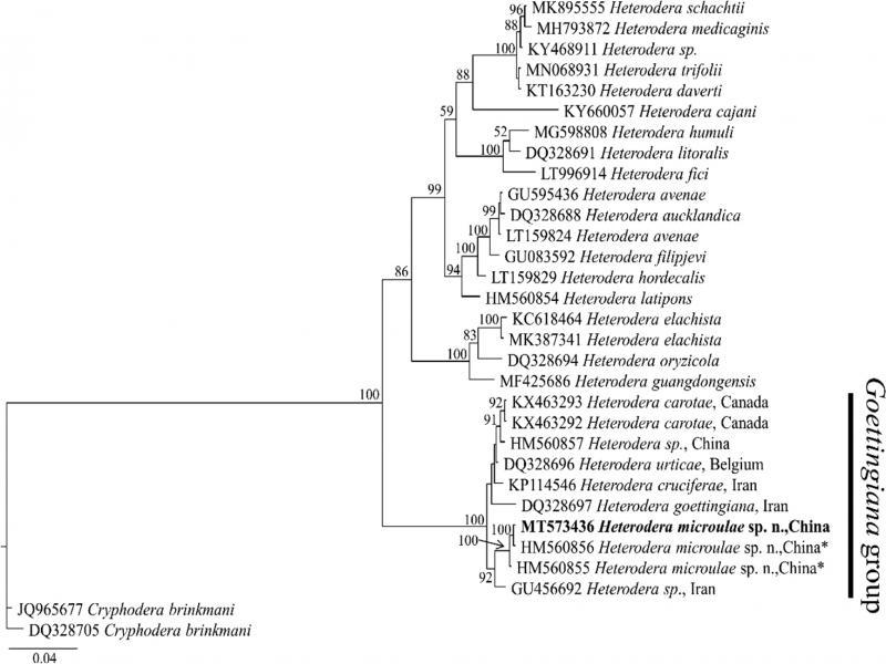 Molecular phylogenetic tree of H. microulae sp. n. (highlighted in bold) inferred from 28S D2/D3 extension region under GTR + I + G model. The posterior probability values exceeding 50% are given on appropriate clades. *Identified as Heterodera sp. by Ye et al. (unpublished) and Peng et al. (unpublished) in the GenBank.