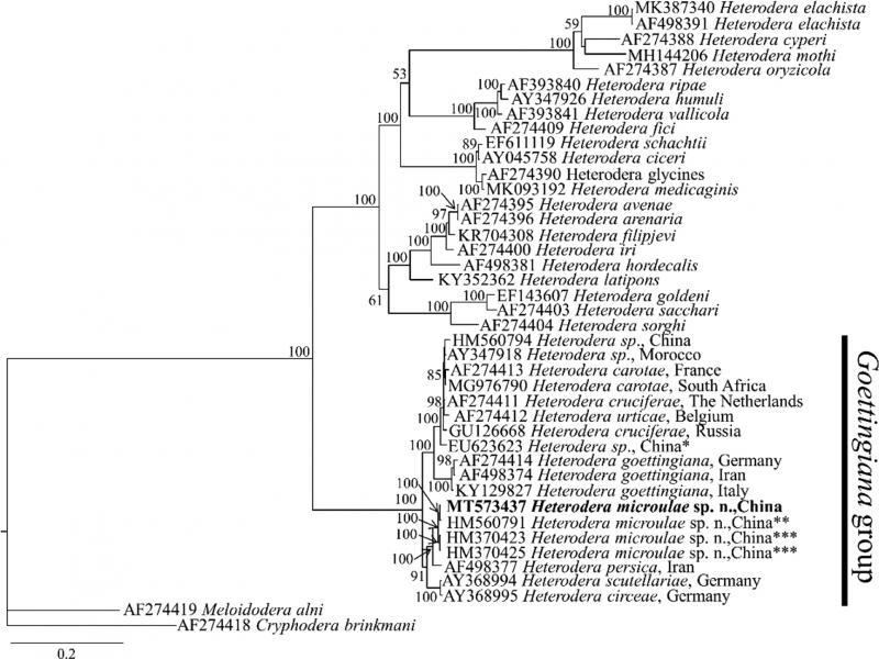 Molecular phylogenetic tree of H. microulae sp. n. (highlighted in bold) inferred from ITS region under GTR + I + G model. The posterior probability values exceeding 50% are given on appropriate clades. *Identified as Heterodera goettingiana by Peng et al. (unpublished); **Identified as Heterodera sp. by Peng et al. (unpublished); ***Identified as Heterodera goettingiana by Huang et al. (unpublished) in the GenBank.