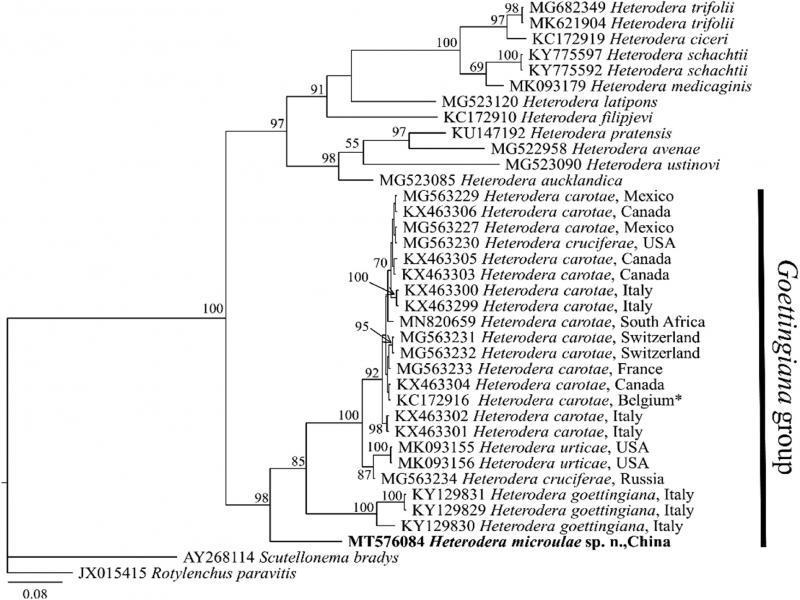 Molecular phylogenetic tree of H. microulae sp. n. (highlighted in bold) inferred from COI gene under GTR + I + G model. The posterior probability values exceeding 50% are given on appropriate clades. *KC172916 identified as H. pratensis by Toumi et al. (2013) and later corrected to Heterodera carotae by Madani et al. (2018).