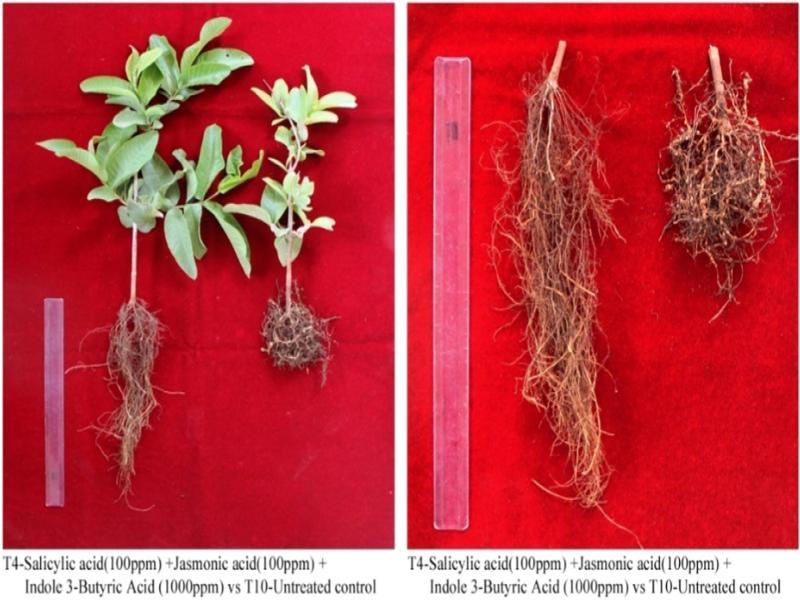 T4 – Salicylic acid (100 ppm) + Jasmonic acid (100 ppm) + Indole 3-Butyric Acid (1,000 ppm) vs T10 – Untreated control.