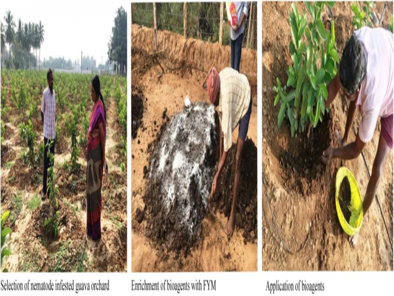 Field observations on application of different biocontrol agents.