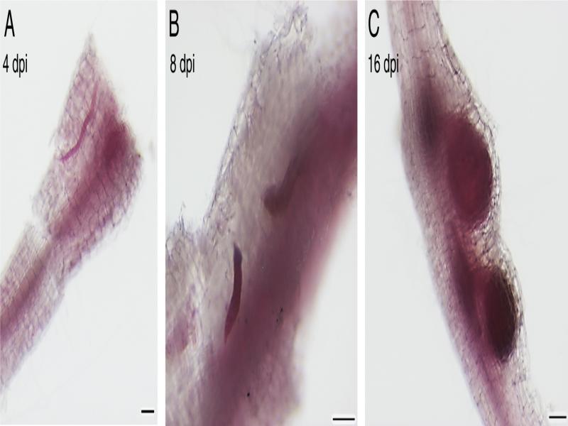 Modified Baermann funnel apparatus diagram. The modified Baermann funnel apparatus uses a 100 mL beaker instead of the traditional funnel. Mesh is placed into the mouth of the beaker and up to 4 layers of Kimwipes are placed on the mesh. Nematode eggs (or soil) are placed onto the paper and immersed in water. After three days, the paper and mesh are removed and the nematodes sitting at the bottom of the beaker are collected. The modified apparatus allows for J2 collection from small volumes of soil or isolated eggs.