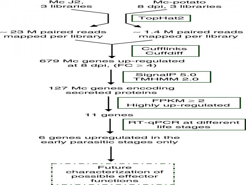 Gene Ontology (GO) term level 2 categories of genes for up (A) and down (B) regulated genes from M. chitwoodi parasitic stage compared to pre-parasitic J2. Bars show the number of sequences with annotations under each term. BP = biological processes, MP = molecular processes, CC = cellular function.