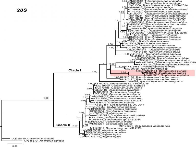 Phylogenetic relationships within selected genera of subfamily Telotylenchinae and subfamily Merliniinae as inferred from Bayesian analysis using the 28S of the rRNA gene sequence dataset with the TIM3 + G model. Posterior probability of more than 70% is given for appropriate clades. Newly obtained sequences are indicated in bold.