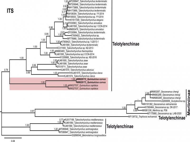 Phylogenetic relationships within selected genera of subfamily Telotylenchinae and subfamily Merliniinae as inferred from Bayesian analysis using the ITS of the rRNA gene sequence dataset with the TVM3 + I + G model. Posterior probability of more than 70% is given for appropriate clades. Newly obtained sequences are indicated in bold.