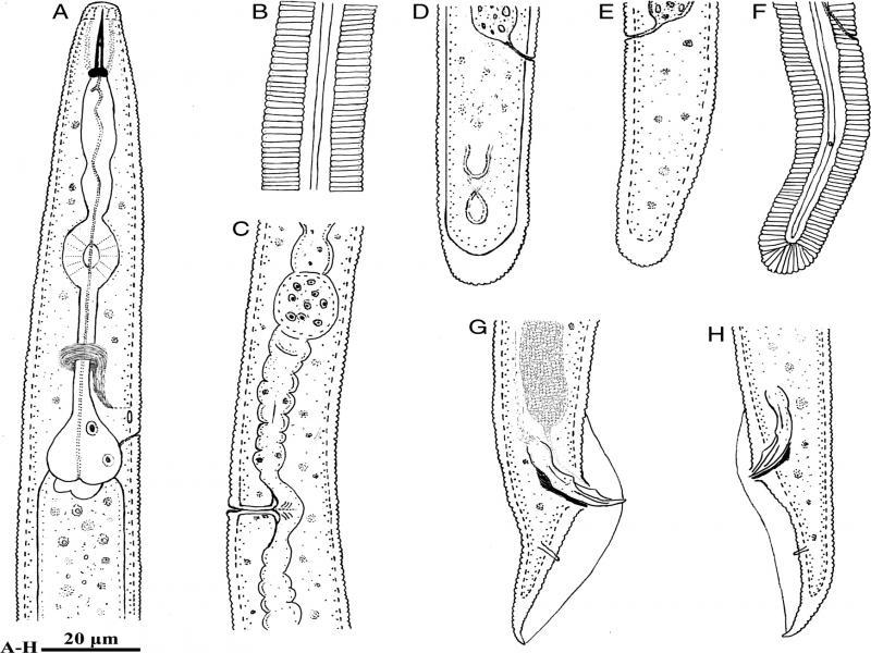 Line drawings of Bitylenchus hispaniensis from Iran. A-F: Female. A: Anterior body region; B: Lateral field at mid-body; C: Part of reproductive system; D-F: Posterior body region; G, H: Posterior body region of male.