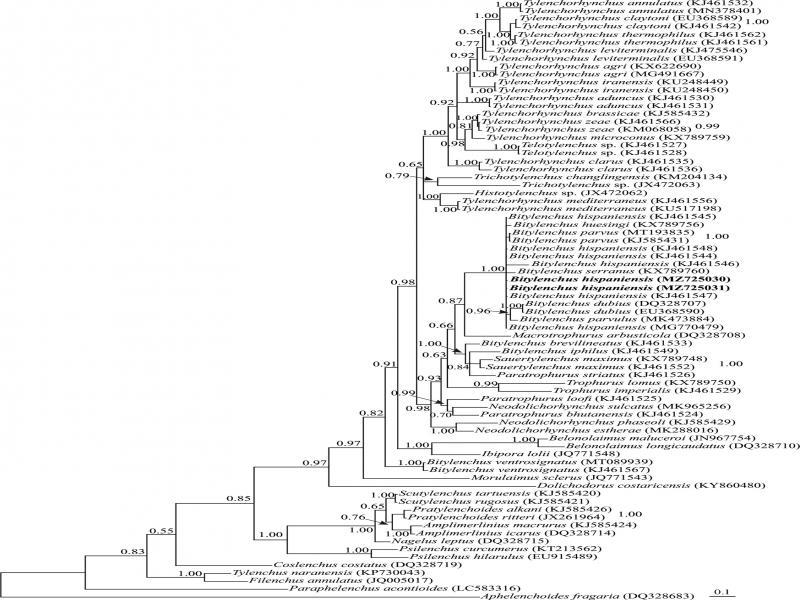 Bayesian 50% majority rule consensus tree inferred from analysis of the D2-D3 domains of the LSU rDNA sequences of Iranian population of Bitylenchus hispaniensis under the GTR + G + I model. Bayesian posterior probability values of more than 0.50 are given for appropriate clades. New sequences are indicated in bold.