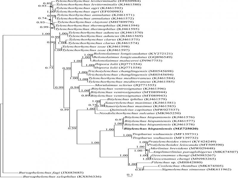 Bayesian 50% majority rule consensus tree inferred from analysis of the ITS rRNA gene of Iranian population of Bitylenchus hispaniensis under the GTR + G + I model. Bayesian posterior probability values of more than 0.50 are given for appropriate clades. New sequence is indicated in bold.