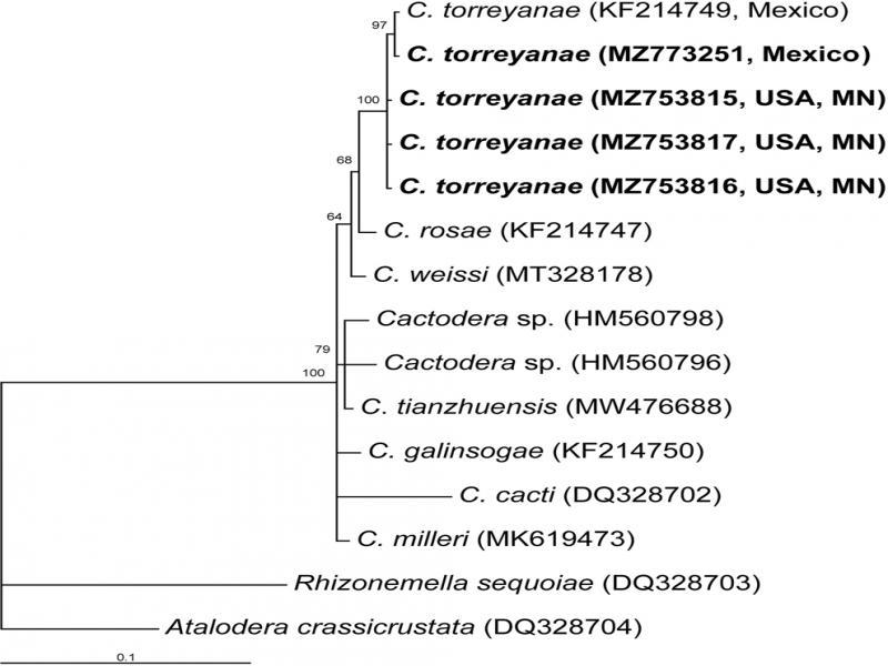 Phylogenetic relationships within the genus Cactodera as inferred from Bayesian analysis using the D2-D3 of 28S rRNA gene sequences under the GTR + I + G model. Posterior probabilities are given for appropriate clades. New sequences obtained in the present study are indicated in bold.