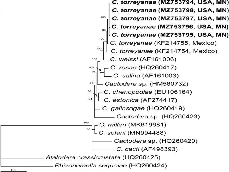 Phylogenetic relationships within the genus Cactodera as inferred from Bayesian analysis using the ITS rRNA gene sequences under the GTR + I + G model. Posterior probabilities are given for appropriate clades. New sequences obtained in the present study are indicated in bold.