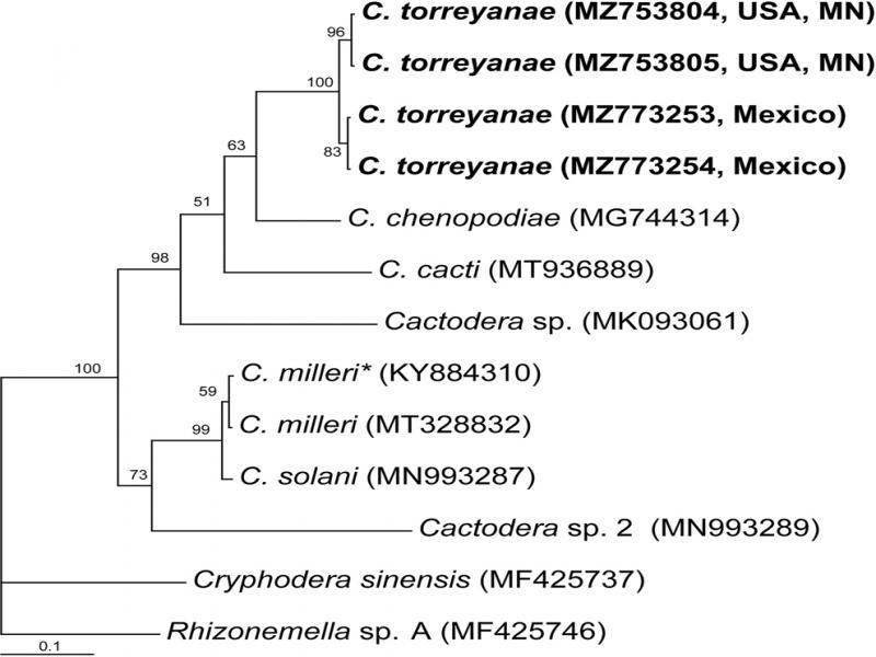 Phylogenetic relationships within the genus Cactodera as inferred from Bayesian analysis using the COI gene sequences under the GTR + I + G model. Posterior probabilities are given for appropriate clades. New sequences obtained in the present study are indicated in bold. *- identified as C. torreyanae in the GenBank.