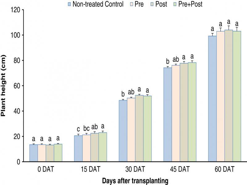 Effect of 1mM Nicotinamide adenine dinucleotide (NAD) applied as a pre-, post- or pre+post- plant drench application on plant height of tomato (Solanum lycopersicon L.) cv. HM1823 in the greenhouse; pre = NAD treatment 1 day before transplanting; post = NAD treatment 1 day after transplanting; pre+post = NAD treatment 1 day before and 1 day after transplanting; DAT = days after transplanting. Factor levels sharing the same letter within each time point do not differ significantly (P-value > 0.05), according to Tukey’s HSD.