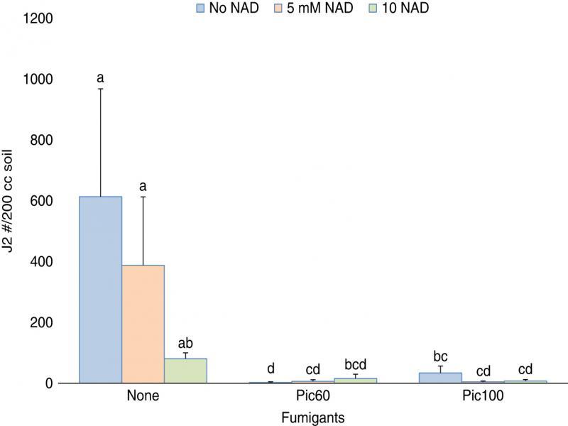 Effect of Nicotinamide adenine dinucleotide (NAD) on soil root-knot nematode, Meloidogne incognita population in fumigated and non-fumigated beds, field trial, fall, 2020. Factor levels sharing the same letter do not differ significantly (P-value > 0.05), according to Tukey’s HSD.