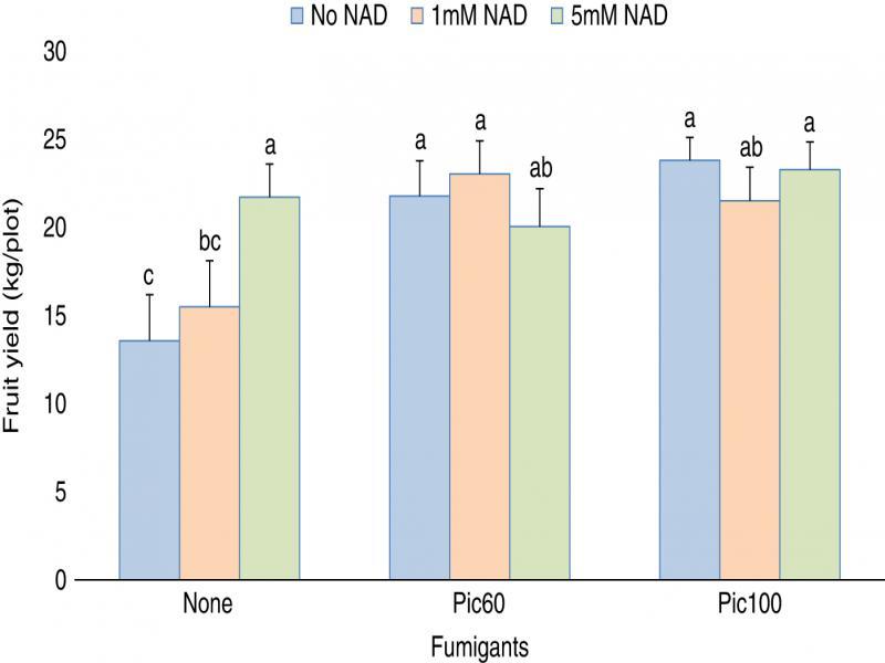 Effect of Nicotinamide adenine dinucleotide (NAD) on early tomato (Solanum lycopersicon L.) fruit production at 77 DAT in fumigated and non-fumigated beds; field trial spring 2020; DAT = days after transplanting. Factor levels sharing the same letter do not differ significantly (P-value > 0.05), according to Tukey’s HSD.