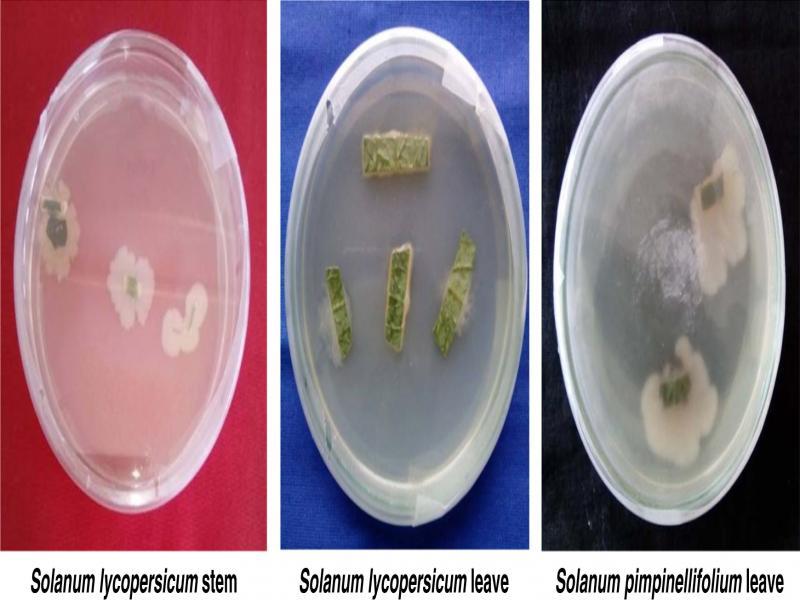 Growth of endophytic bacteria from cut pieces of stem and leaf on NA media. Solanum lycopersicum stem Solanum lycopersicum leave Solanum pimpinellifolium leave.