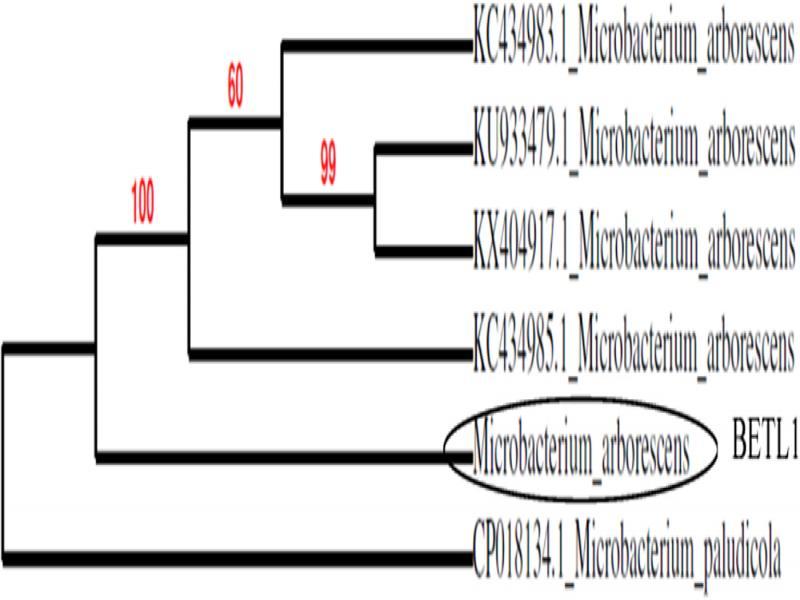 Scanning Electron Micrograph of isolate EBTL1 (Microbacterium arborescens).