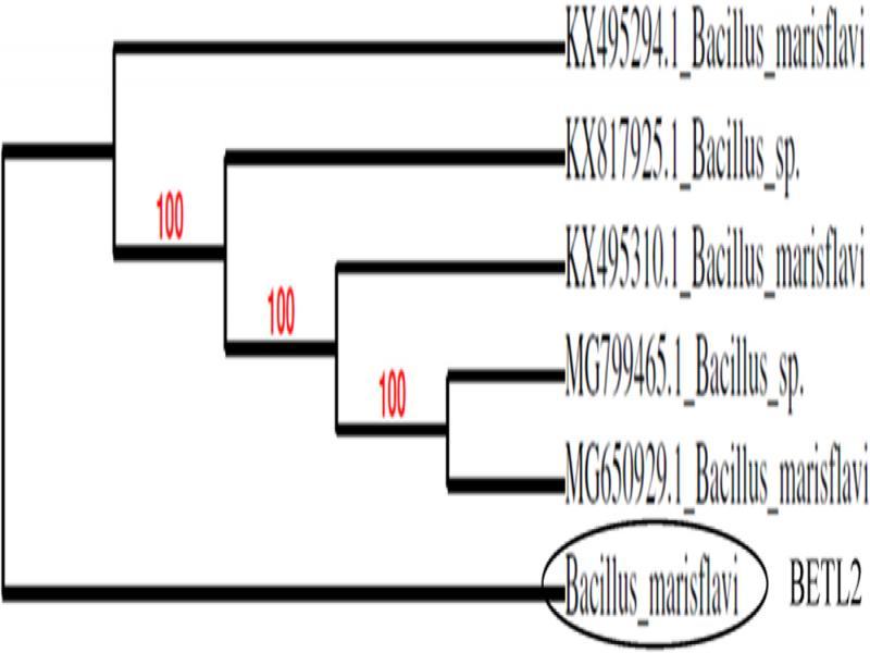 Scanning Electron Micrograph of isolate BETL2 (Bacillus marisflavi).