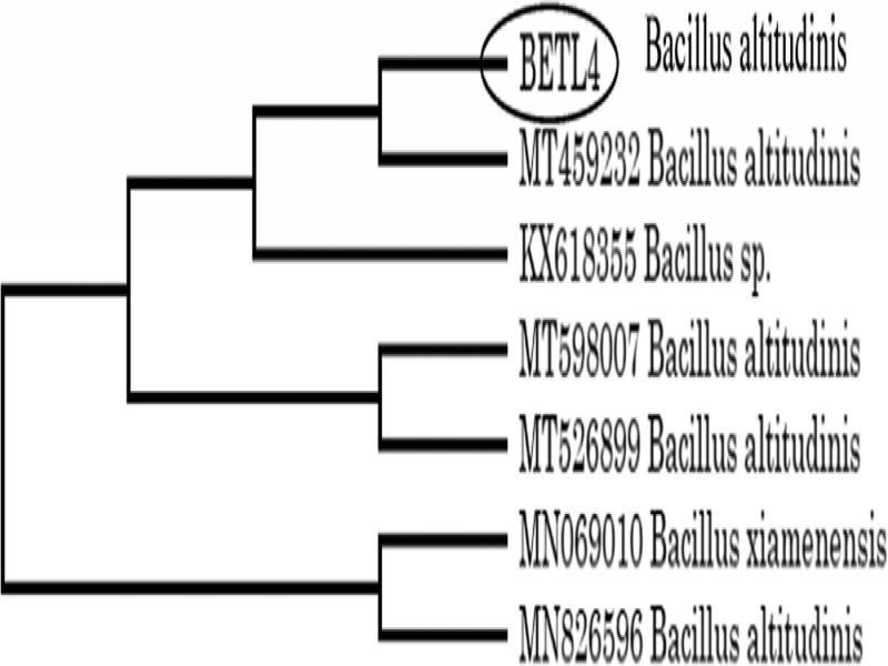 Scanning Electron Micrograph of isolate BETL4 (Bacillus altitudinis).