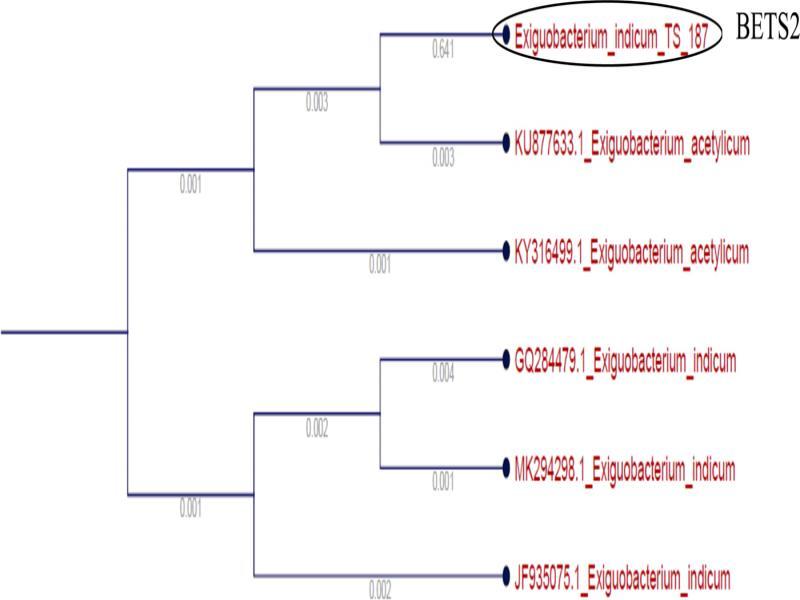 Scanning Electron Micrograph of isolate BETS2 (Exiguobacterium indicum).