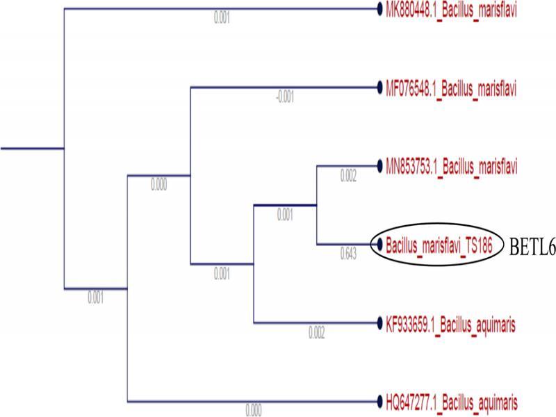 Phylogenetic tree showing the genetic relationship of the BETL1 isolate to other isolates by using maximum likelihood method.