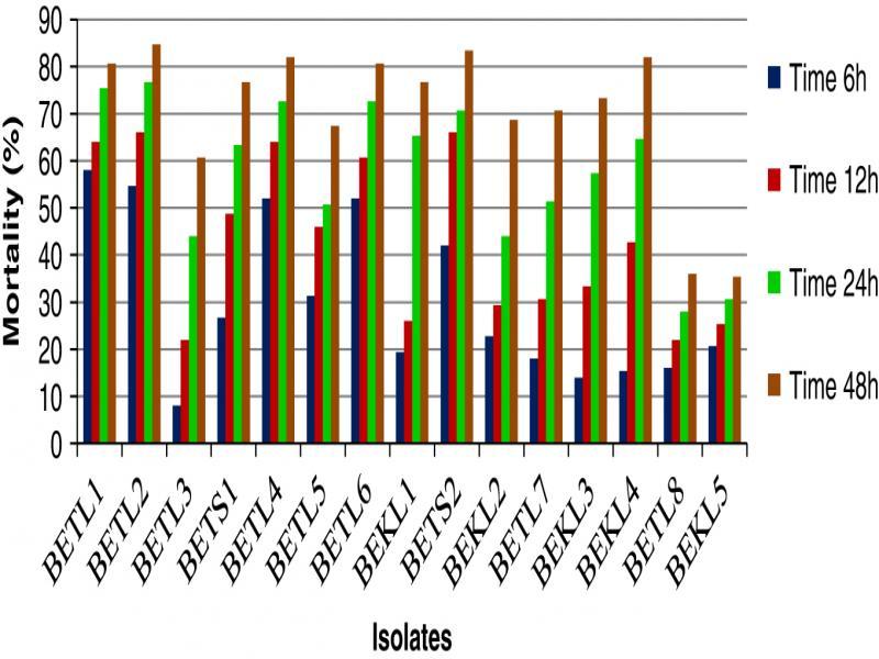 Phylogenetic tree showing the genetic relationship of the BETL2 isolate to other isolates by using maximum likelihood method.