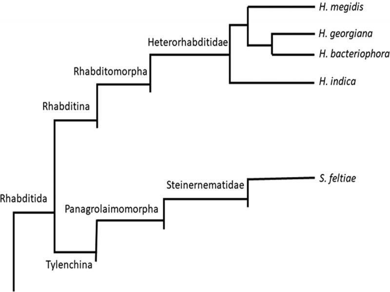 Abbreviated phylogeny showing the five EPN species used in the current study. Adapted from Kaplan et al. (2012), Spiridonov and Subbotin (2016) and De Brida et al. (2017).