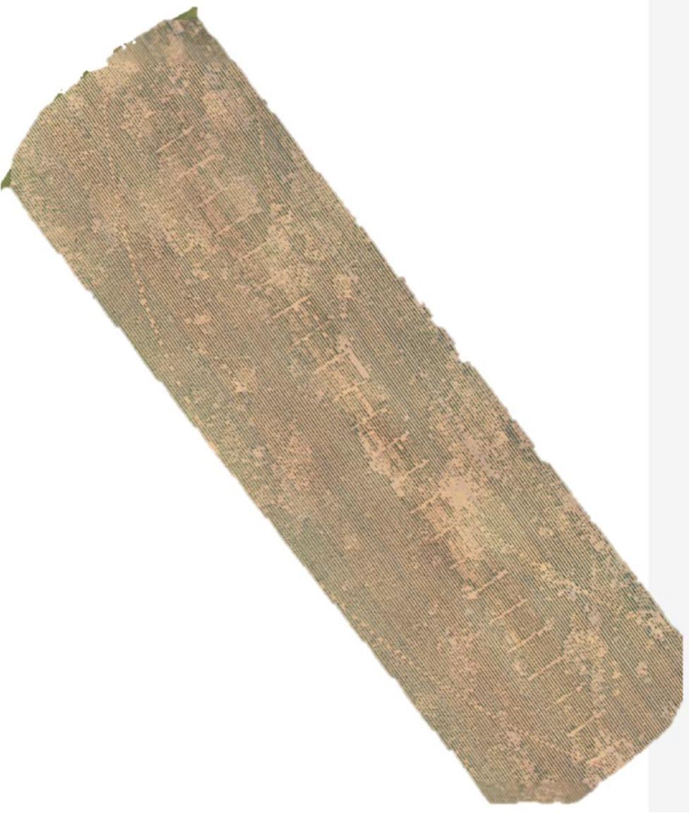 Aerial image taken in August 2019 of the test area (16 rows wide) in Gaines County showing spatial variability in stand loss due to Fusarium wilt/Mi complex. Mi, Meloidogyne incognita.