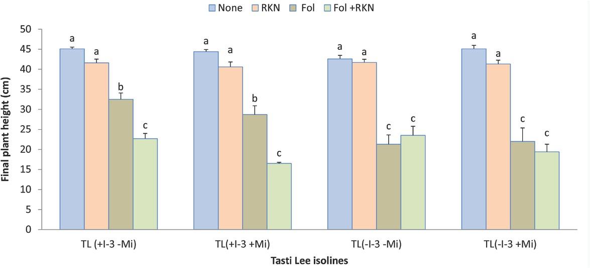 Interaction between Fol race 3, RKN (M. javanica), and Tasti Lee isolines on plant growth of all four Tasti Lee isolines (with and without I-3 and Mi genes) at 28 DAT in experiment 1. TL, Tasti Lee; +, with, -, without; DAT, days after transplanting.
Note: Although effects are grouped by genetic background, letters indicating significance apply across all means.