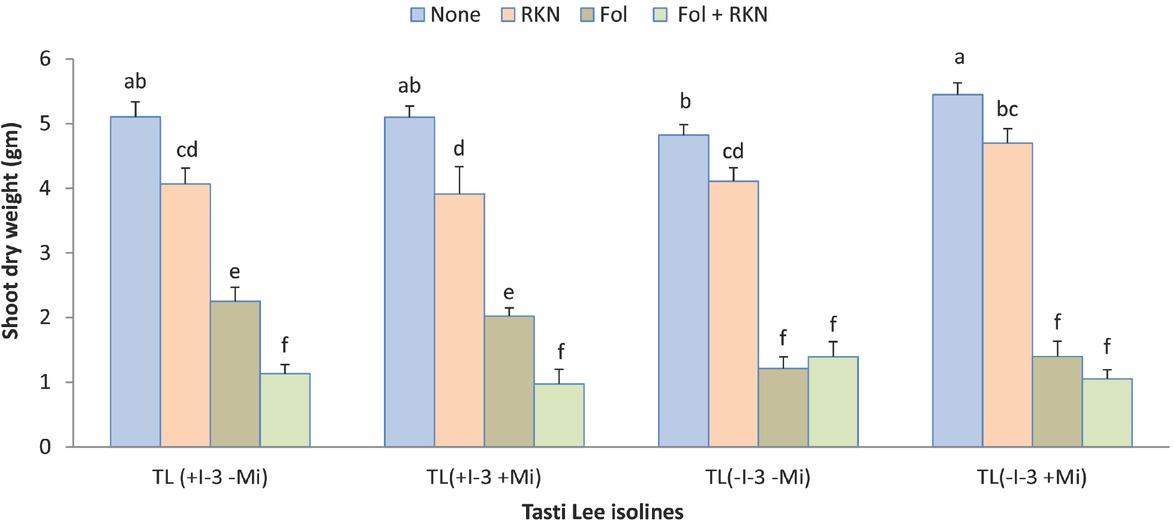 Interaction between Fol race 3, RKN (M. javanica), and Tasti Lee isolines on shoot biomass of all four Tasti Lee isolines (with and without I-3 and Mi genes) at 30 DAT in experiment 1. TL, Tasti Lee; +, with, -, without; DAT, days after transplanting. Note: Although effects are grouped by genetic background, letters indicating significance apply across all means.