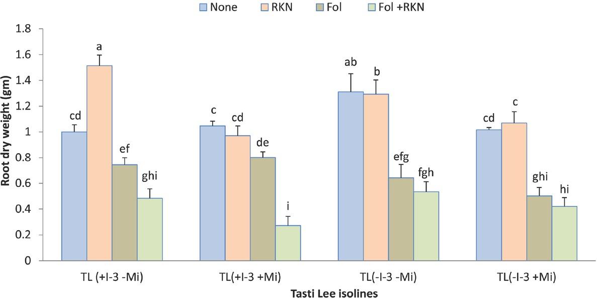 Interaction between Fol race 3, RKN (M. javanica), and Tasti Lee isolines on root biomass of all four Tasti Lee isolines (with and without I-3 and Mi genes) at 30 DAT in experiment 1. TL, Tasti Lee; +, with, -, without; DAT, days after transplanting. Note: Although effects are grouped by genetic background, letters indicating significance apply across all means.