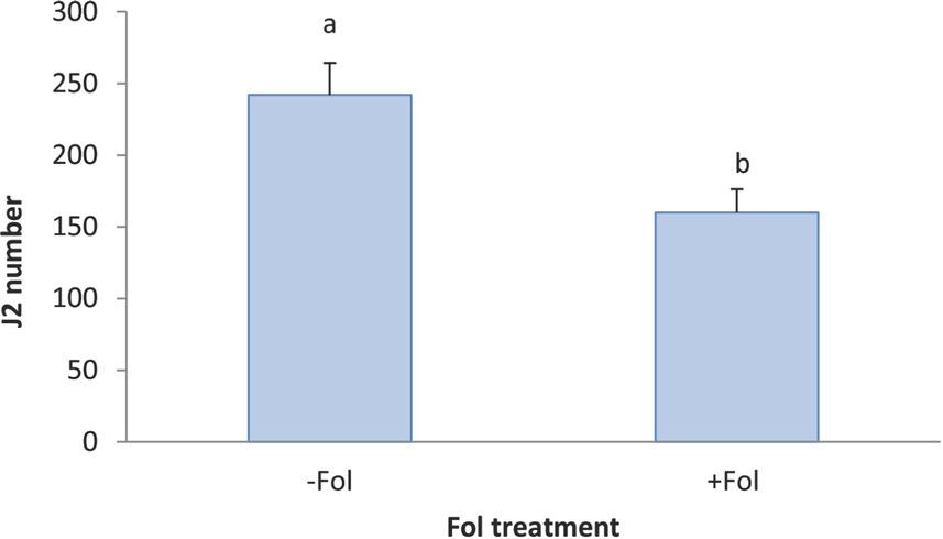 Effect of Fol on J2 penetration at 10 DAT on Tasti Lee isoline without Mi gene in experiment 2. J2, second stage RKN juvenile; +, with, −, without; DAT, days after transplanting; 0 DAT, inoculated at planting; 10 DAT, inoculated 10 days after transplanting.
