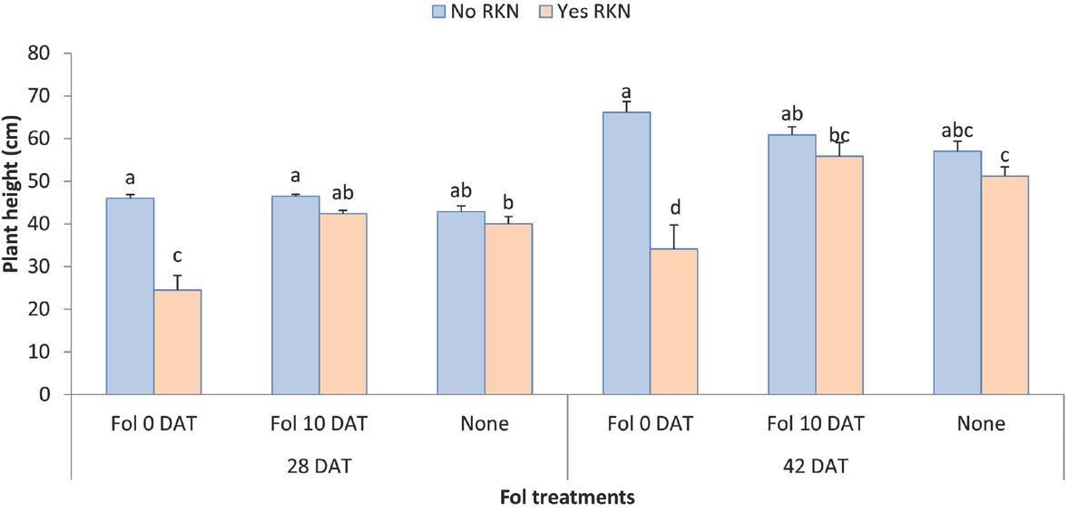 Interaction between Fol race 3 and RKN (M. javanica) on plant growth of two Tasti Lee isolines (without I-3 gene and with or without Mi gene) at 28 and 42 DAT in experiment 2. DAT, days after transplanting; 0 DAT, inoculated at planting; 10 DAT, inoculated 10 days after transplanting.